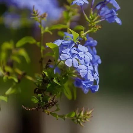 Apartmán Alethea's Sea View Kalamaki (Messinia)