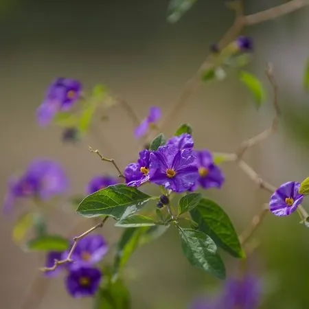 Alethea's Sea View *