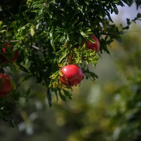 Alethea's Sea View Καλαμάκι