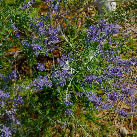 Apartamento Alethea's Sea View Kalamaki (Messinia)