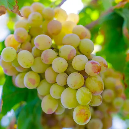 Alethea's Sea View Apartmán *