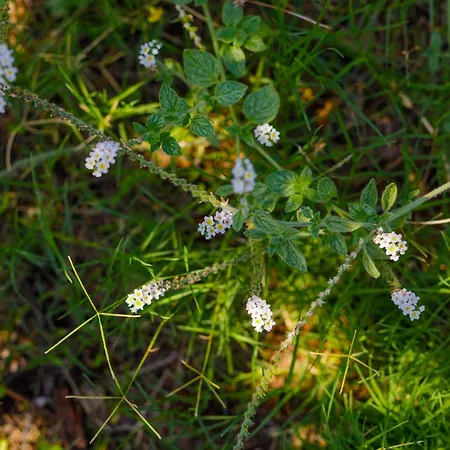 Alethea's Sea View Apartmán Kalamaki (Messinia)