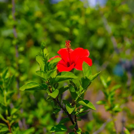 Διαμέρισμα Alethea's Sea View Καλαμάκι