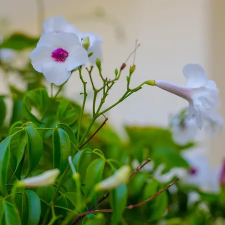 Alethea's Sea View Appartement