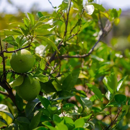 Alethea's Sea View Kalamaki (Messinia)