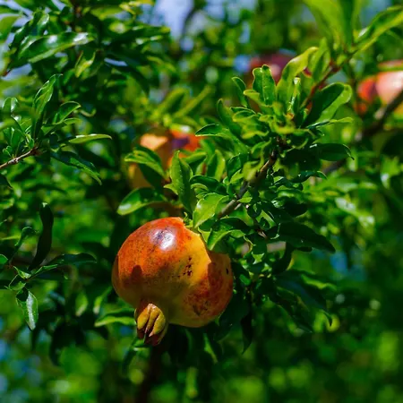 Alethea's Sea View Apartmán