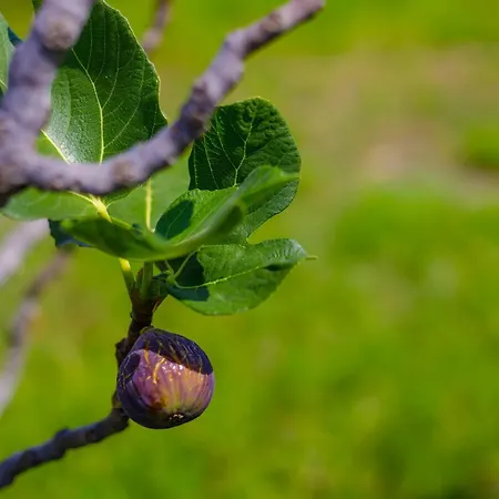 Alethea's Sea View Apartamento *