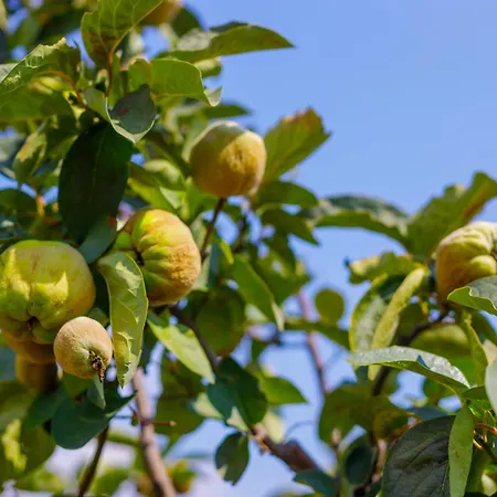 Alethea's Sea View Apartamento Kalamaki (Messinia)