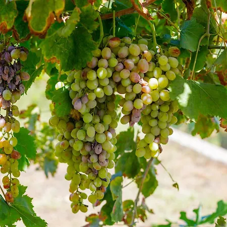 Apartamento Alethea's Sea View Kalamaki (Messinia)