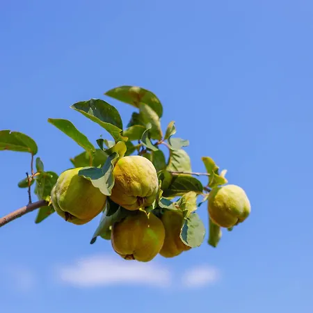 Alethea's Sea View *