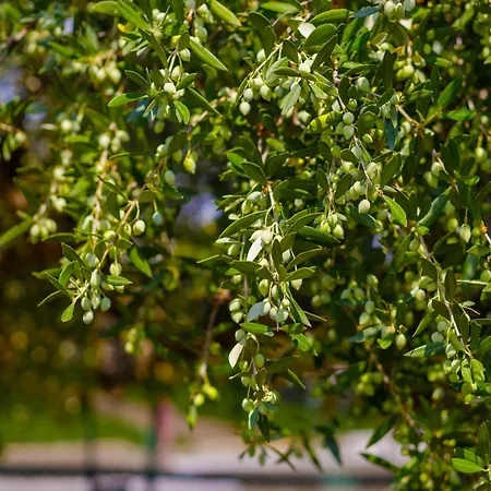 Alethea's Sea View Kalamaki (Messinia)