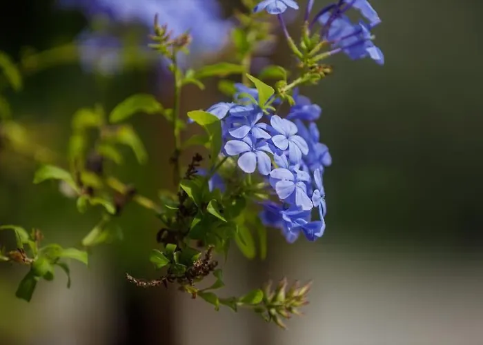 Apartamento Alethea's Sea View Kalamaki (Messinia)