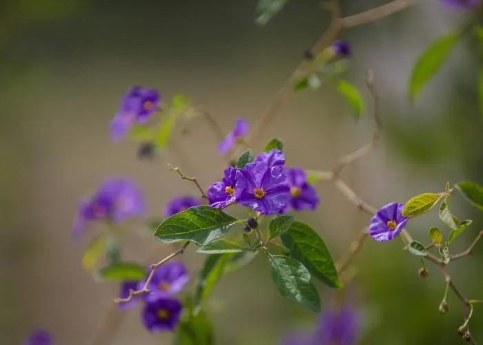 Alethea's Sea View *