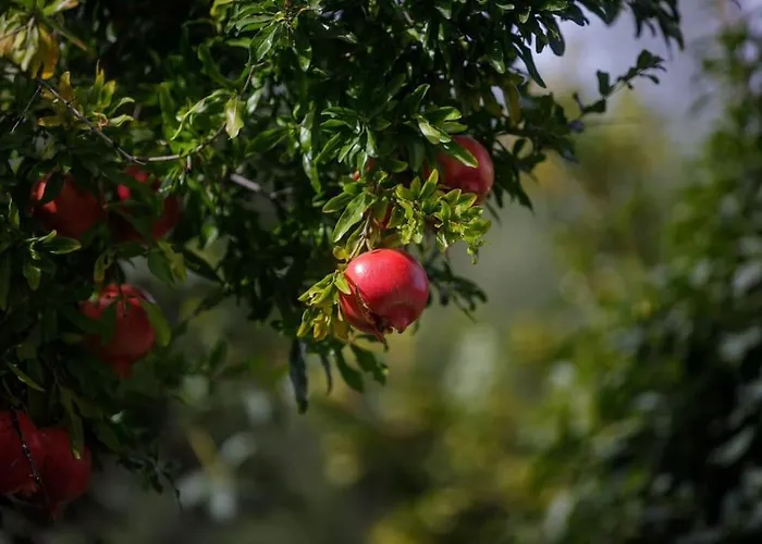 Alethea's Sea View Kalamaki (Messinia)