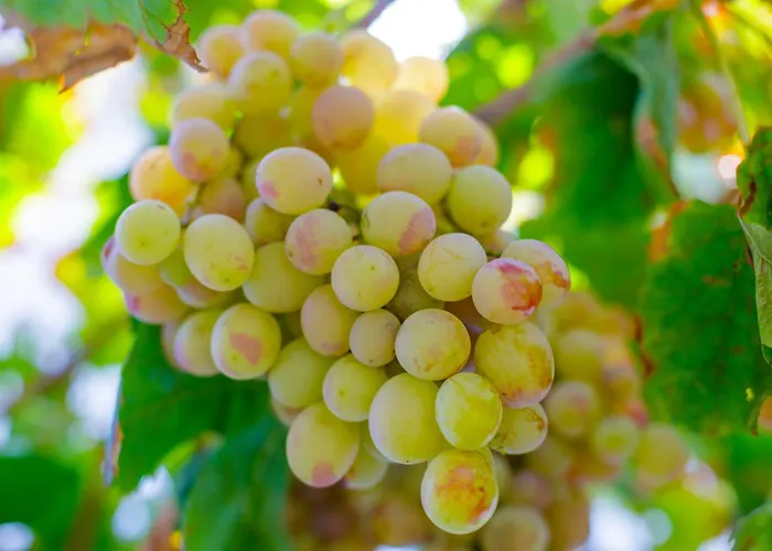 Alethea's Sea View Apartamento *