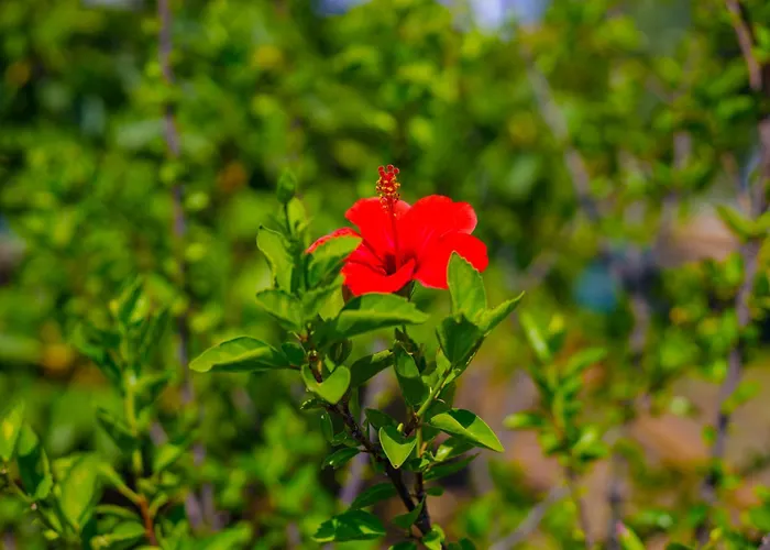 Apartamento Alethea's Sea View Kalamaki (Messinia)