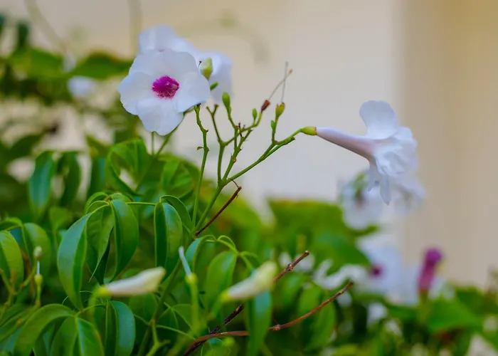 Alethea's Sea View Apartamento