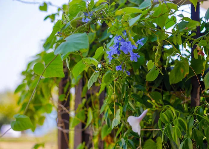 Alethea's Sea View *