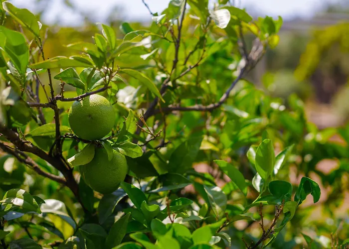 Alethea's Sea View Kalamaki (Messinia)