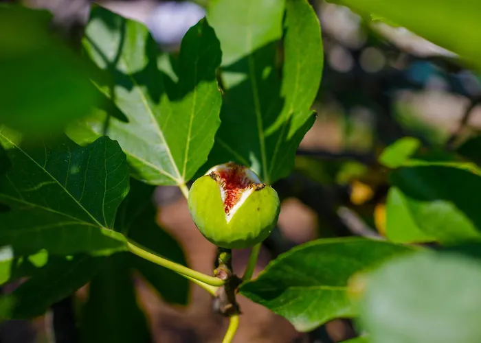 Alethea's Sea View * Kalamaki (Messinia)