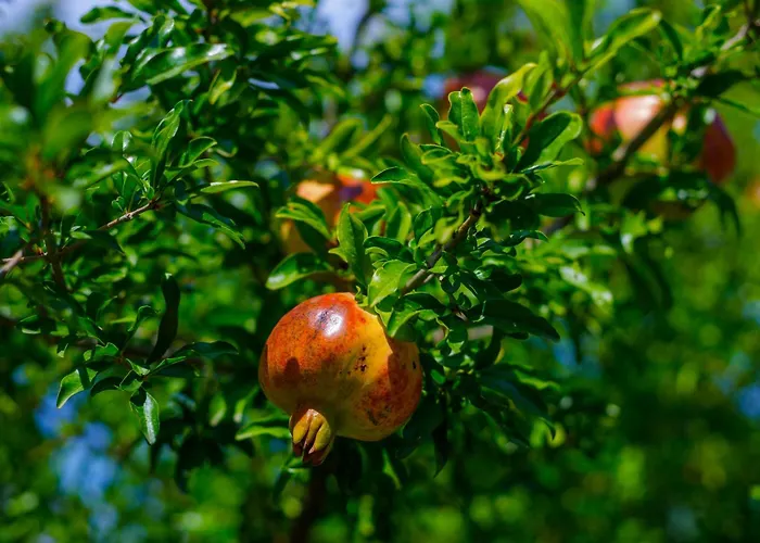 Alethea's Sea View Apartamento