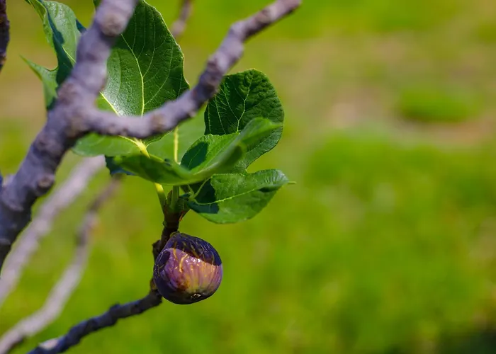 Alethea's Sea View Apartamento *