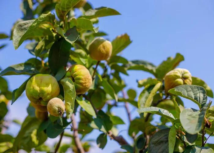 Alethea's Sea View Apartamento Kalamaki (Messinia)