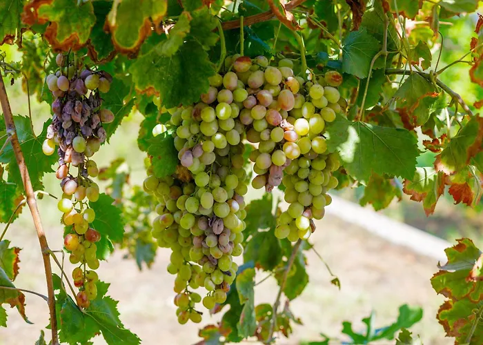 Apartamento Alethea's Sea View Kalamaki (Messinia)