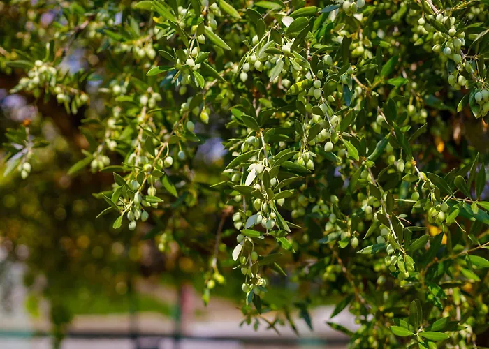 Alethea's Sea View Kalamaki (Messinia)